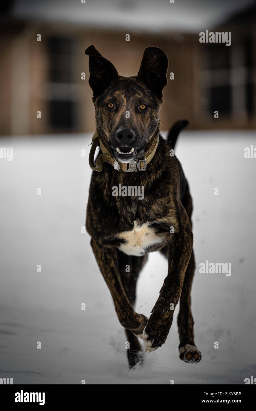 A vertical shot of a dutch shepherd running through a snowy field looking at the camera Stock Photo