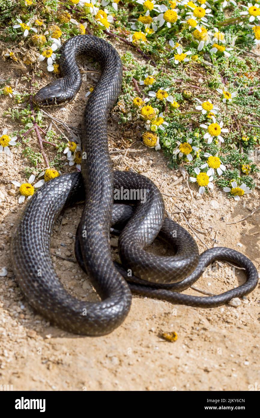 Black western whip snake, Hierophis viridiflavus, curled up and basking