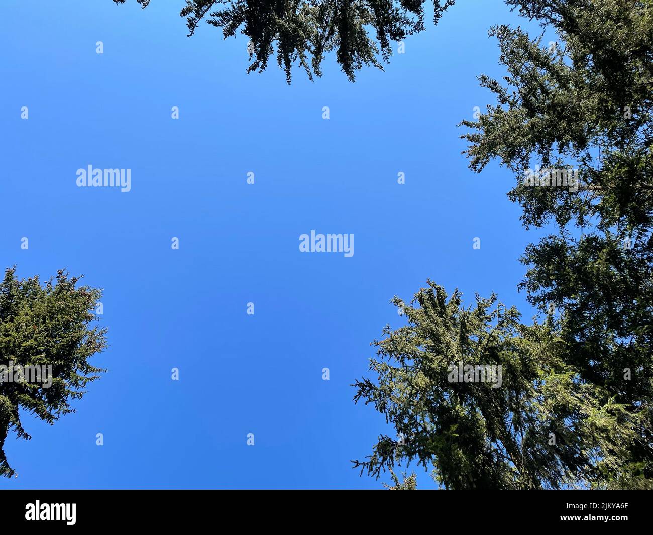 A low angle shot of tall green trees in a blue sky Stock Photo - Alamy