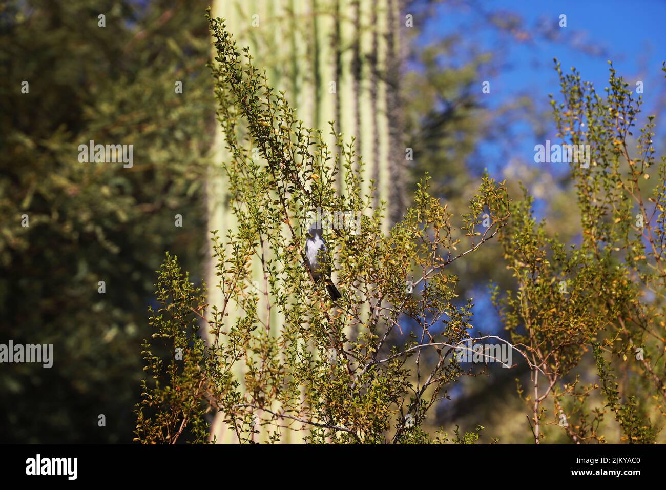 A closeup shot of a Desert bird in a creosote tree Stock Photo