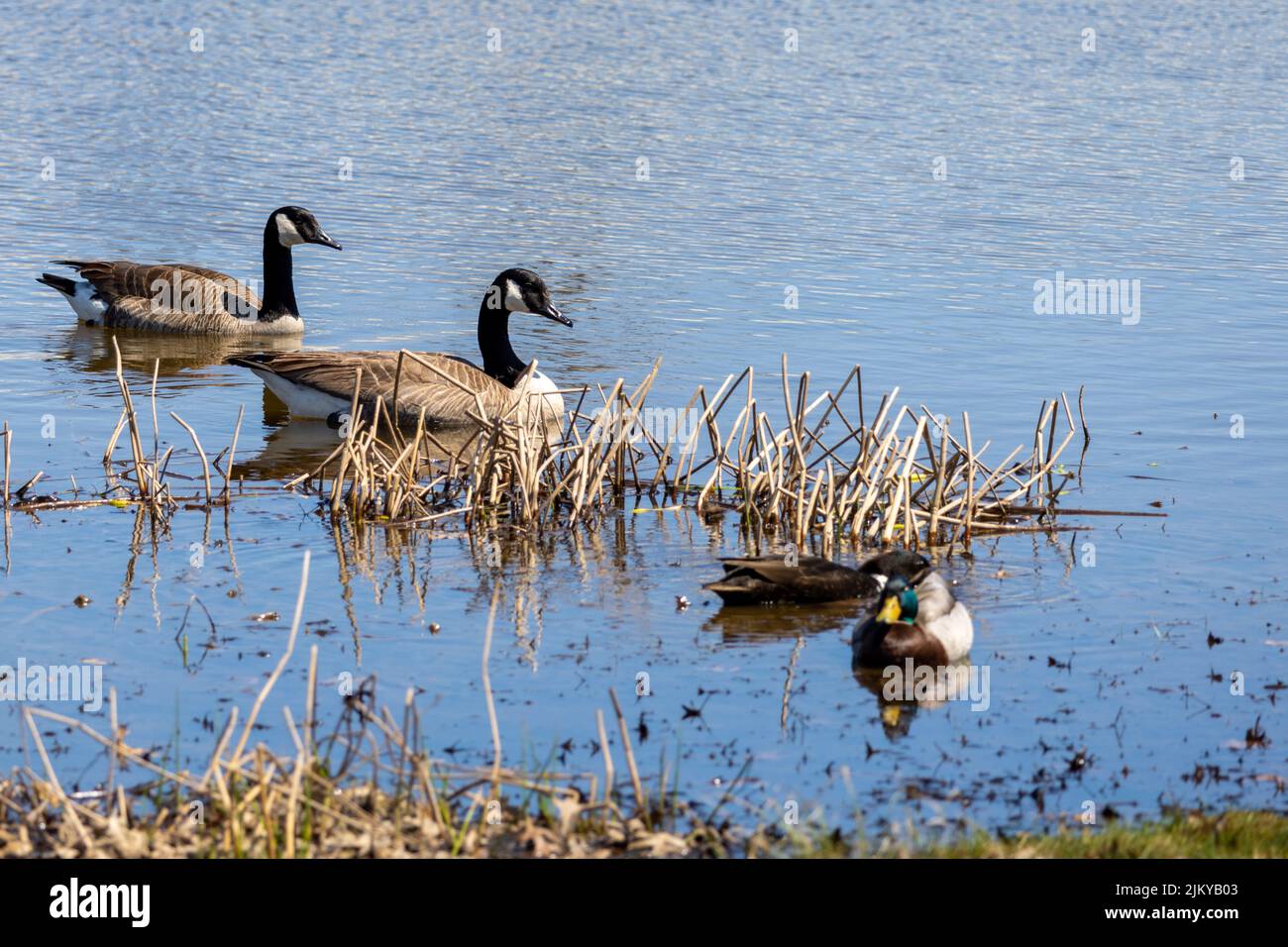 A beautiful view of Canada Geese - Branta Canadensis floating in the lake Stock Photo
