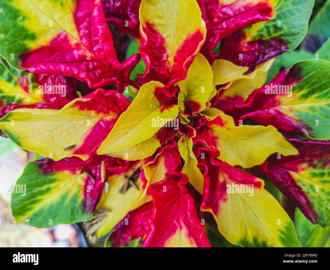Red Gradiend Background Abstract red yellow color background hi-res stock photography and ...