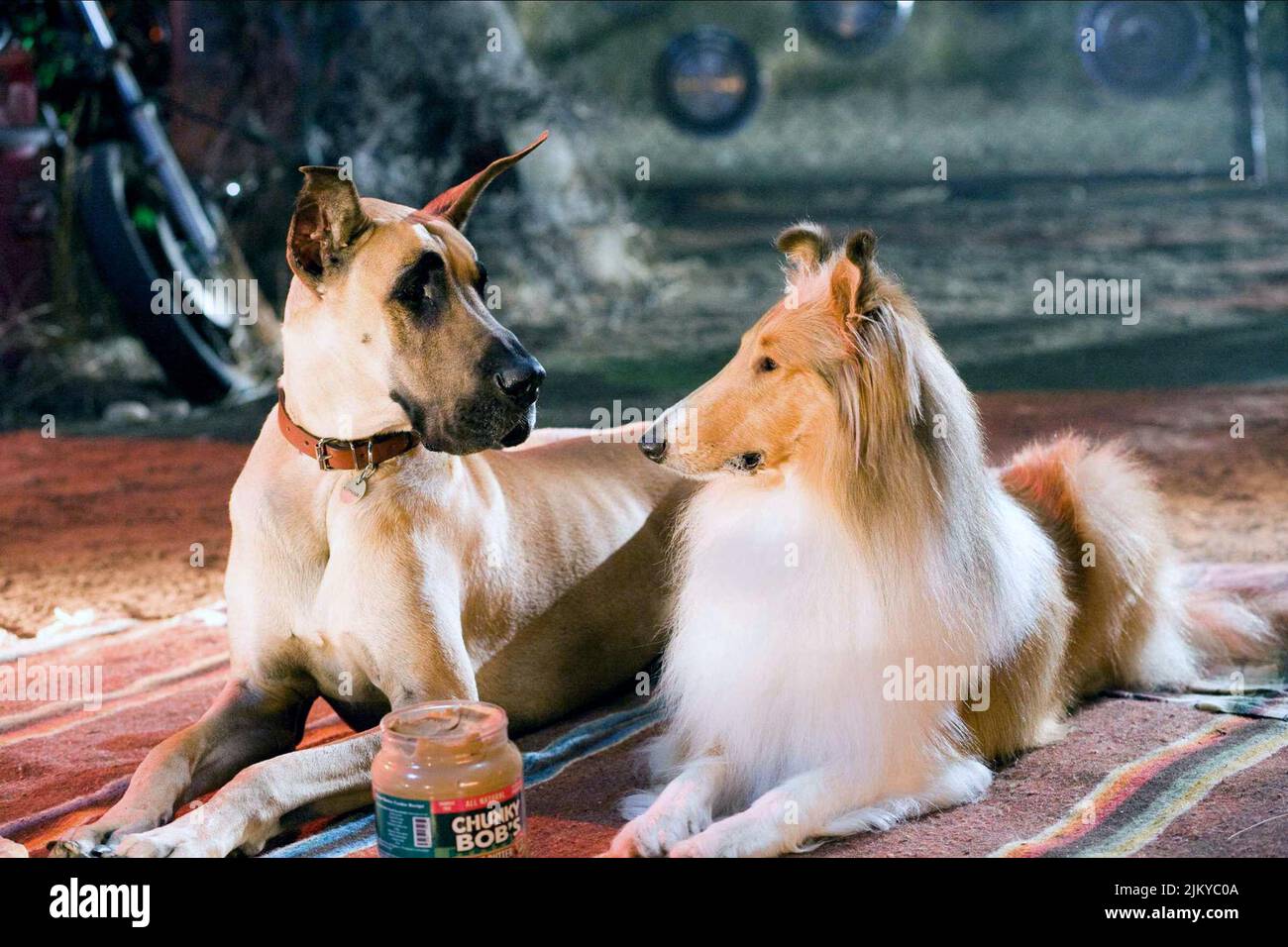 MARMADUKE,JEZEBEL, MARMADUKE, 2010 Stock Photo Alamy