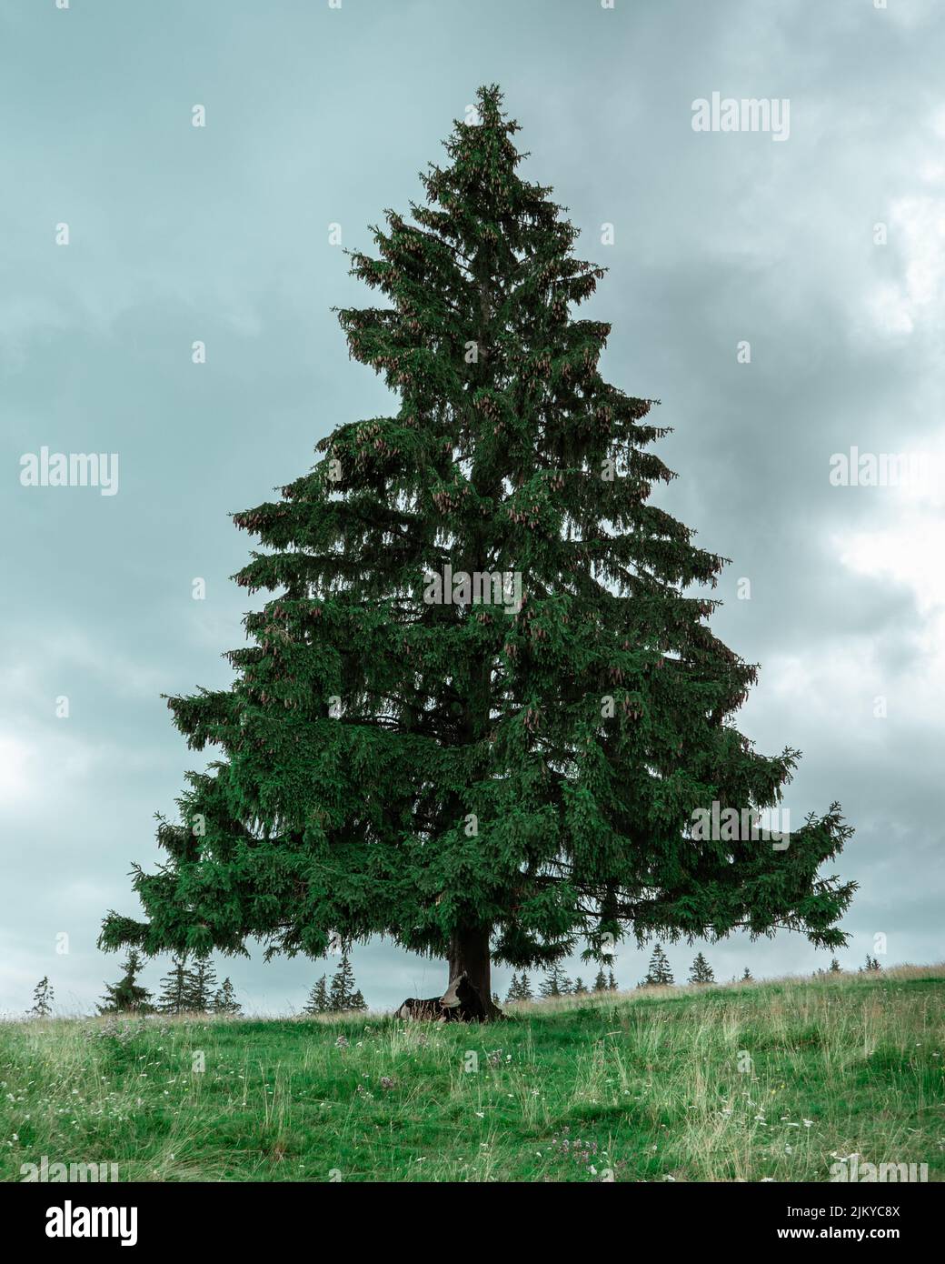 Beautiful shot single tree hi-res stock photography and images - Alamy