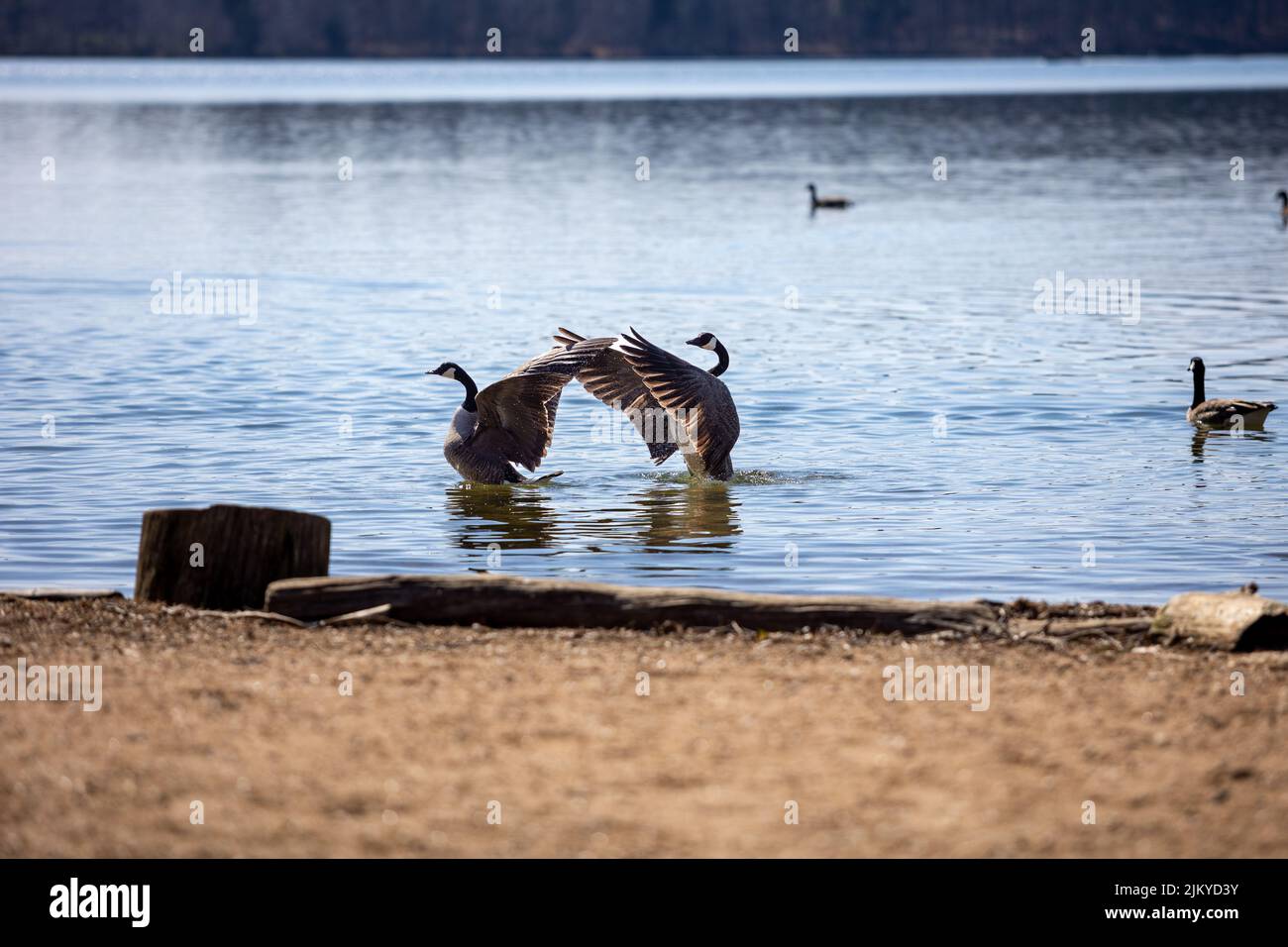 A beautiful shot of two Canada geese waving their wings while standing