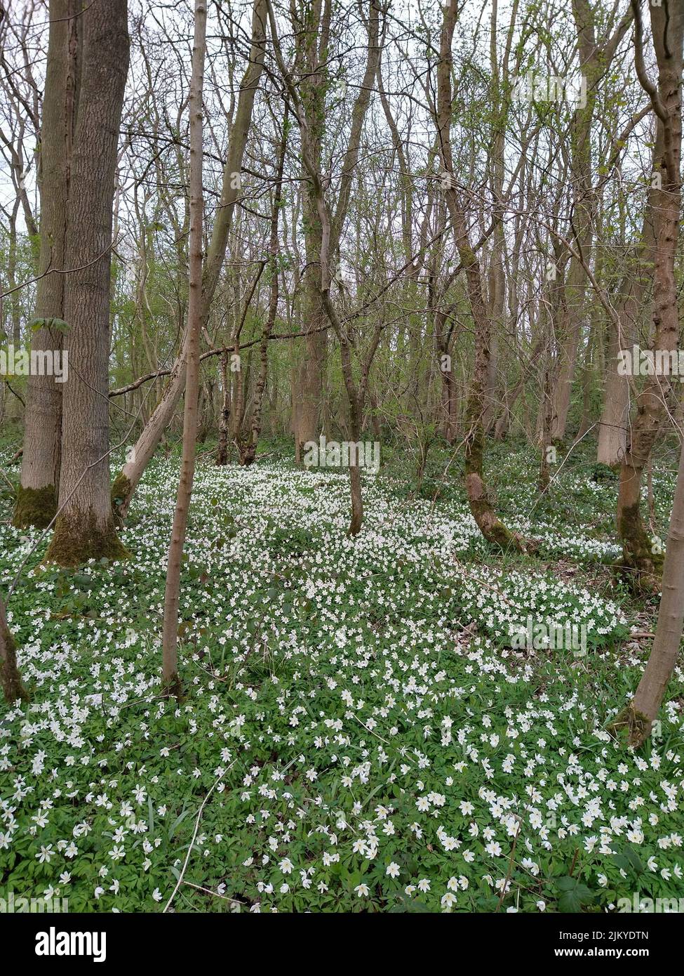 A beautiful landscape of white flowers in a dense forest Stock Photo