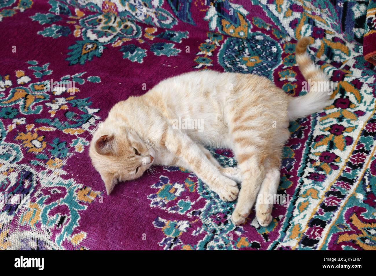 The cat lying on the old carpet. Dagestan. Russia Stock Photo Alamy