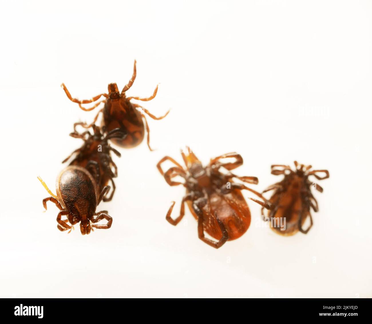 This ticks was removed from a dog in a broad-leaved Europian forest. Distributors of infection. Super close-up, top and bottom view Stock Photo