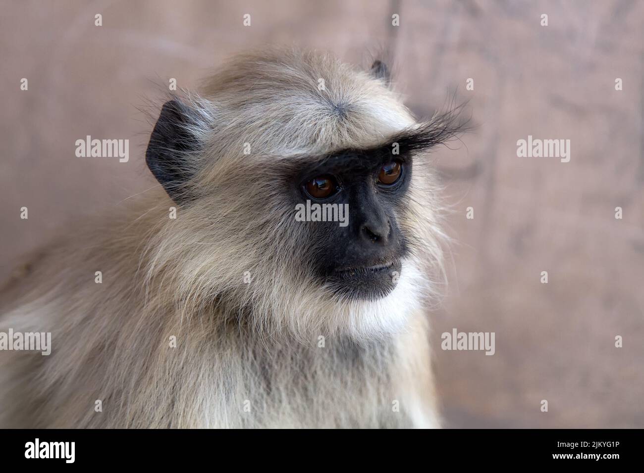 From the life of Langur monkeys (Black-shanked douc (Semnopithecus hypoleucos)). Portrait of female Stock Photo