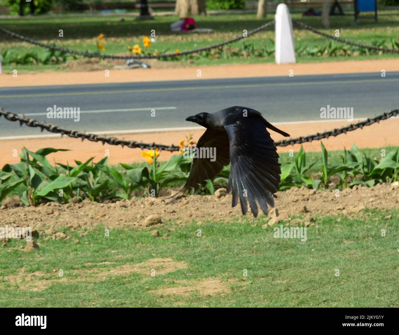 Indian Glossy Black Raven, House crow (Corvus splendens) in cities of India as vicariate of Carrion crow and Hooded crow in cities of Europe, perfectl Stock Photo