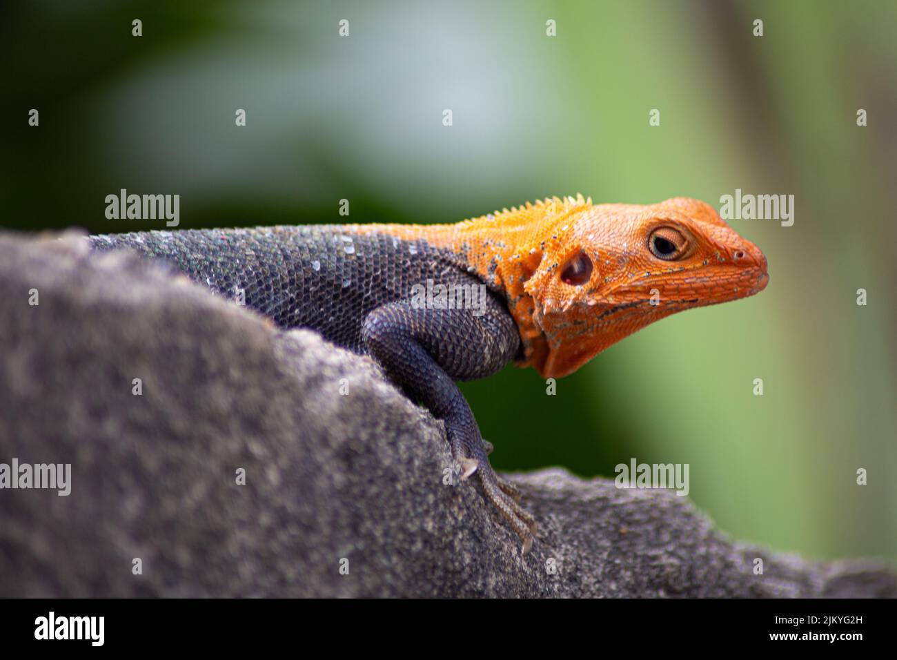 Beautiful Red Headed Male Agama Lizard Resting on Concrete Outdoor ...