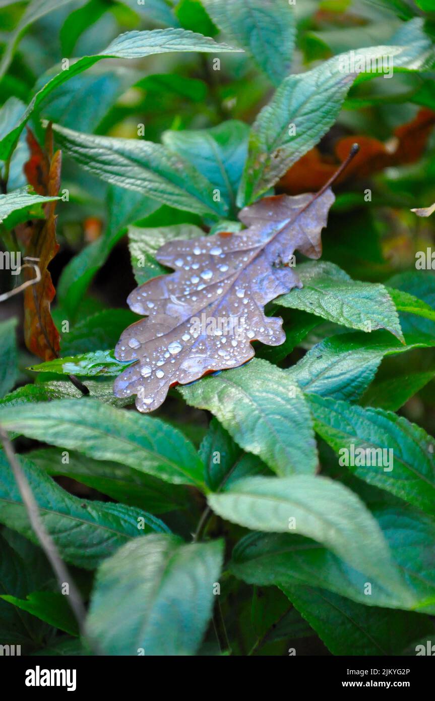 A closeup shot of drops of dew on a dry leaf on a plant Stock Photo
