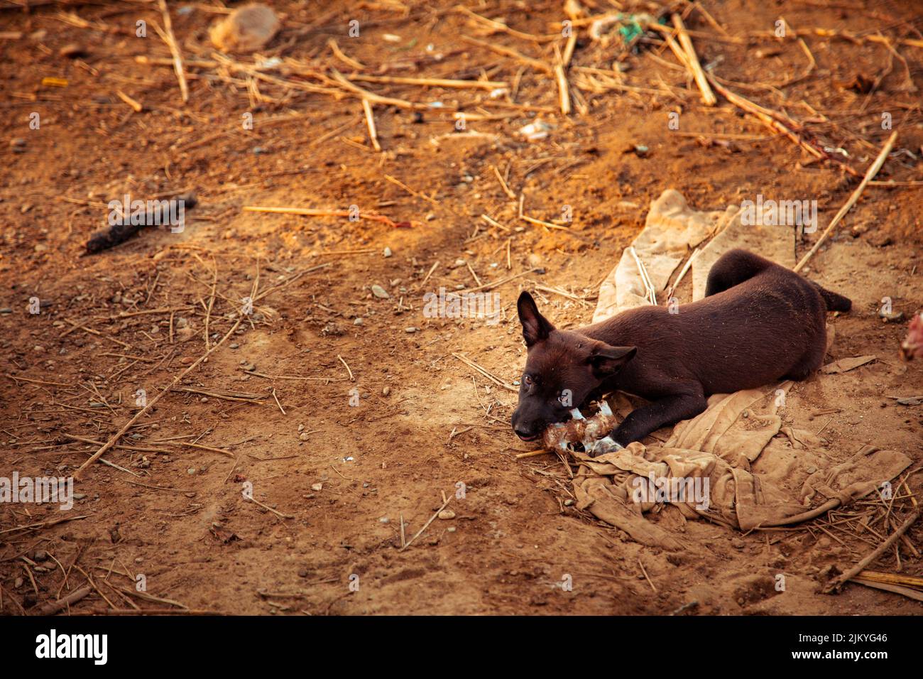 Can A Dog Eat Lying Down