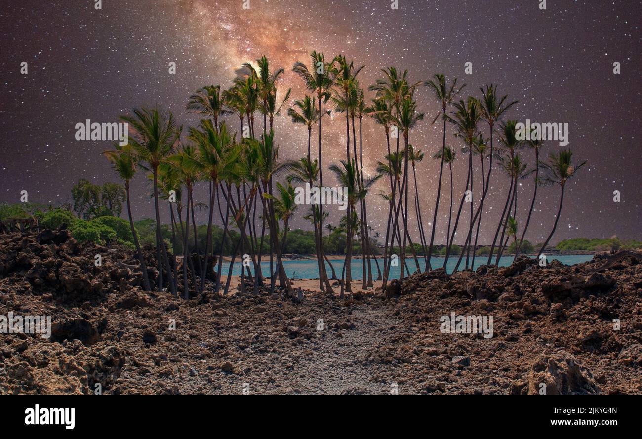 A scenery of palm trees on a beach under a starry night sky Stock Photo ...