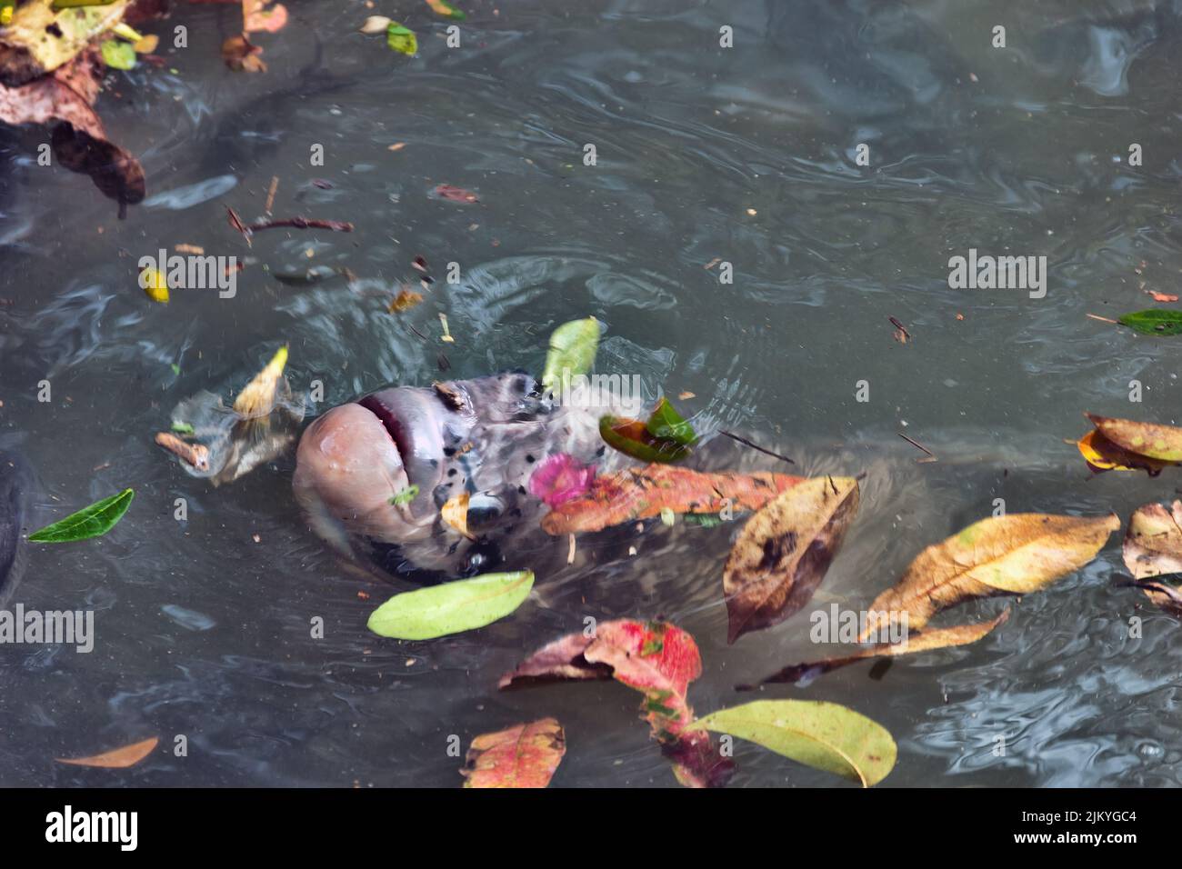 Mozambique mouth-brooder (Sarotherodon mossambicus) and Nile tilapia (Oreochromis niloticus) cult fish cichlids. These fish species are introduced to Stock Photo