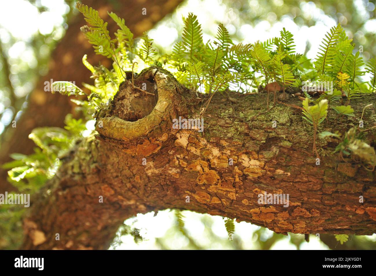 A closeup shot of Angel Oak Charleston tree with some green leaves on it in Southe Carolina, United State Stock Photo