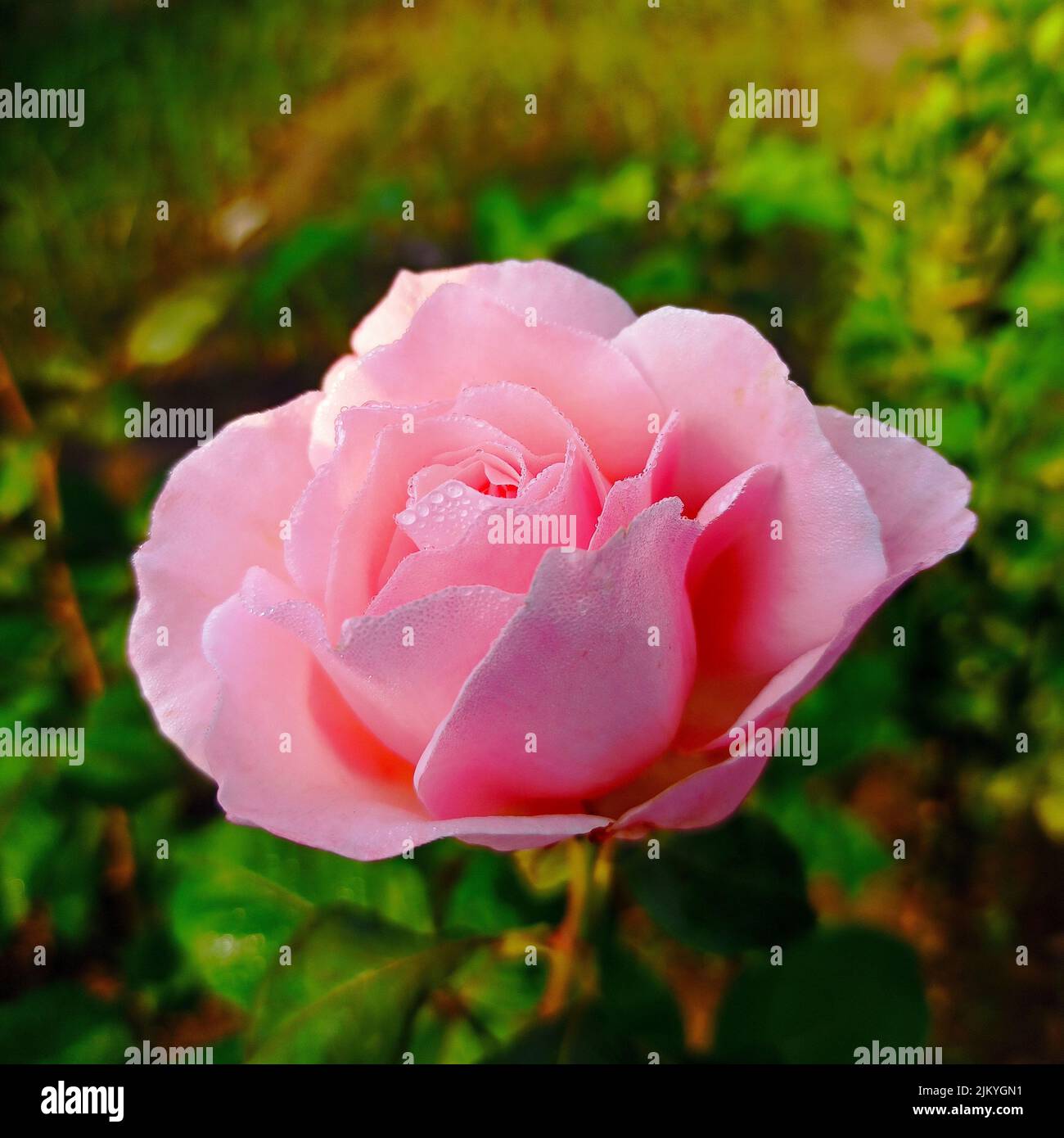 Beautiful blooming pink rose hi-res stock photography and images - Alamy