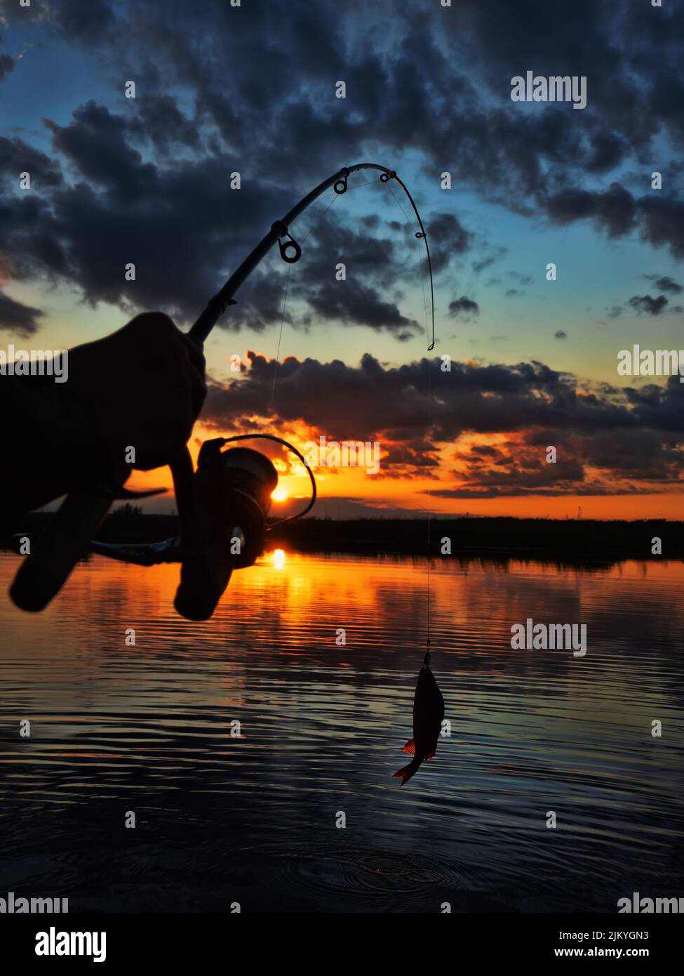 Fishing at sunset. Catching predatory fish on spinning. Sunset colors on the water surface, sunny path from the low sun. Perch caught on yellow spoonb Stock Photo