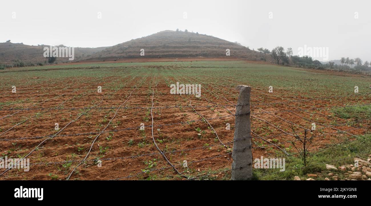 Irrigation agriculture. The drip irrigation system for the vegetable field has been prepared, vegetable growing in the open. India Stock Photo