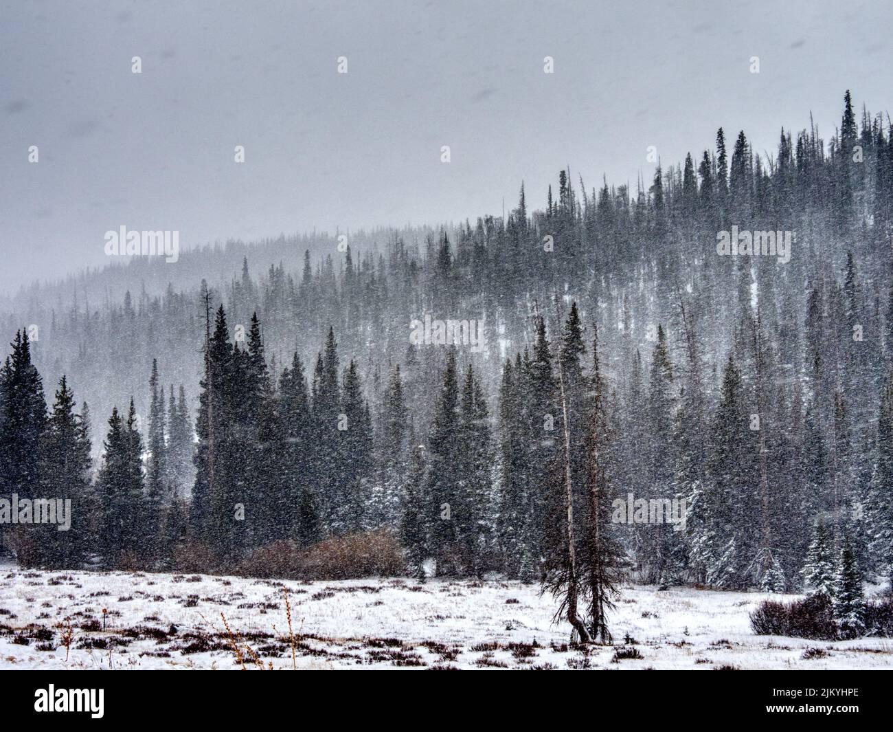 Heavy dense wood hi-res stock photography and images - Alamy