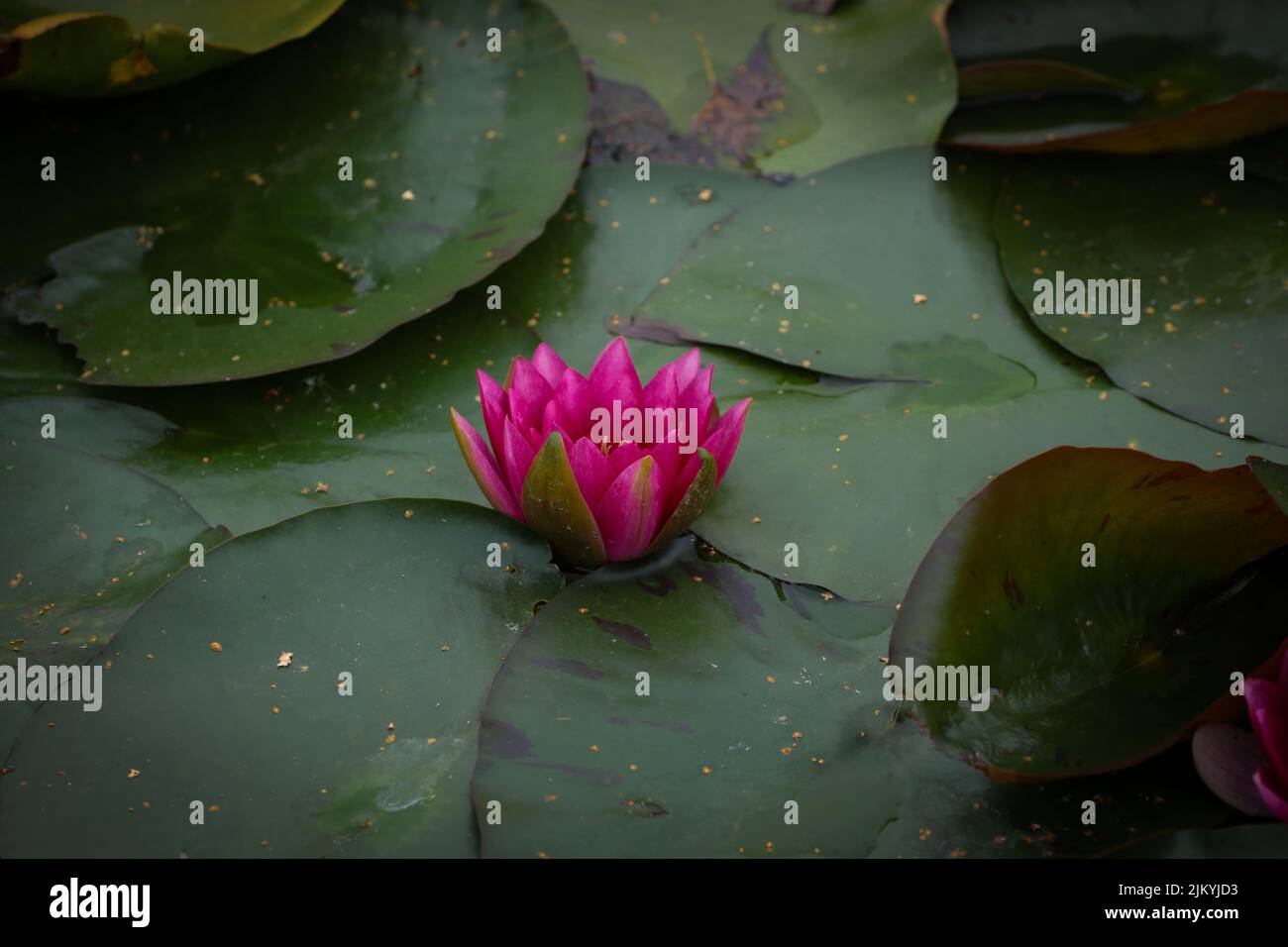 A closeup shot of a pink water lily on a pond in the Mayfield Garden Stock Photo