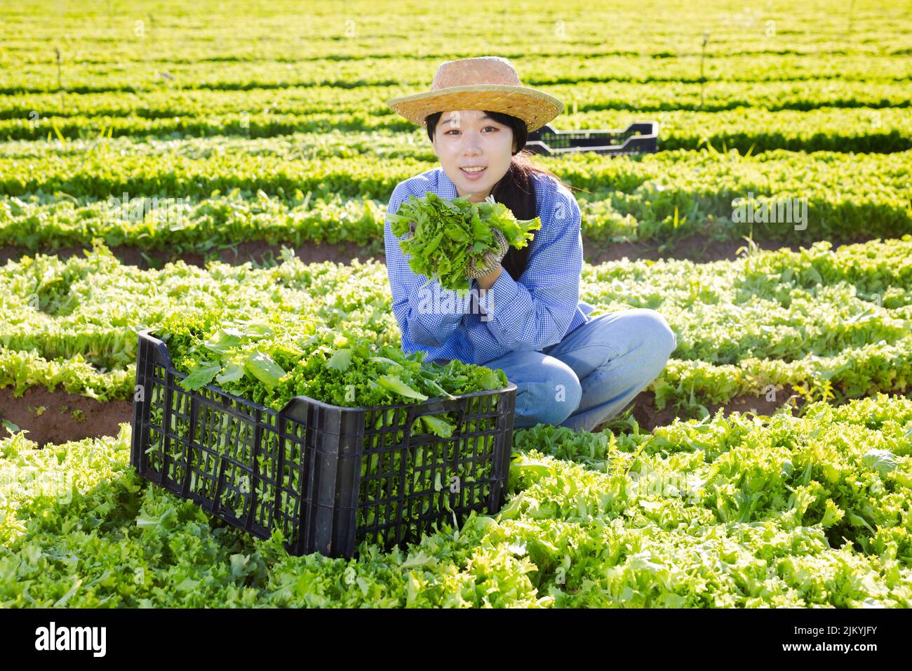 Happy young asian farmer girl harvesting green leaf lettuce on filed