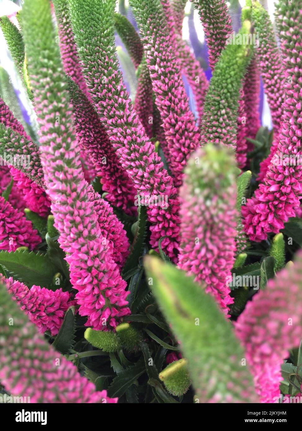 A close up on a Veronica spicata (spiked speedwell) flower Stock Photo