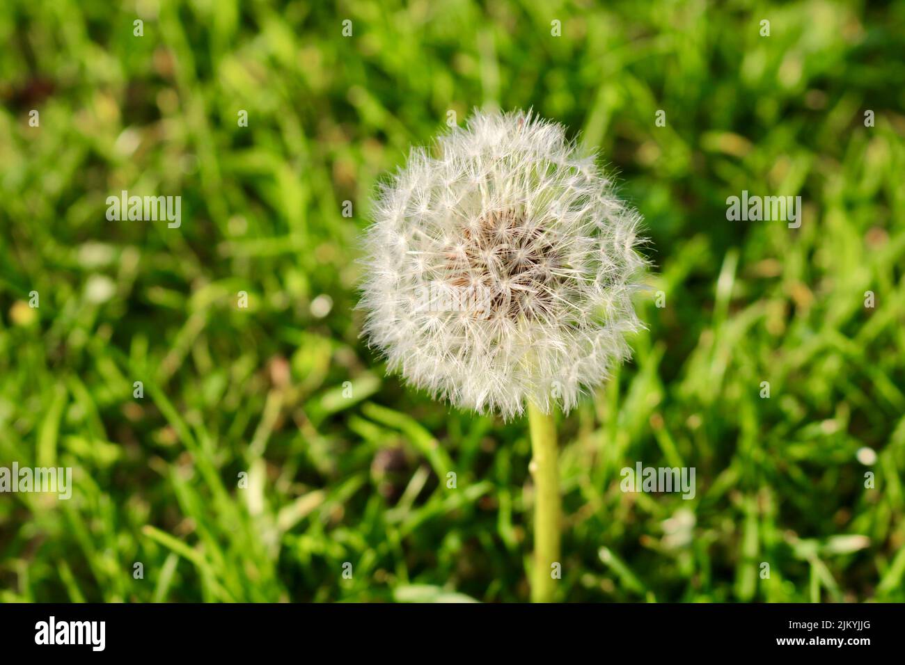Meadow plants dandelion close hi-res stock photography and images - Alamy