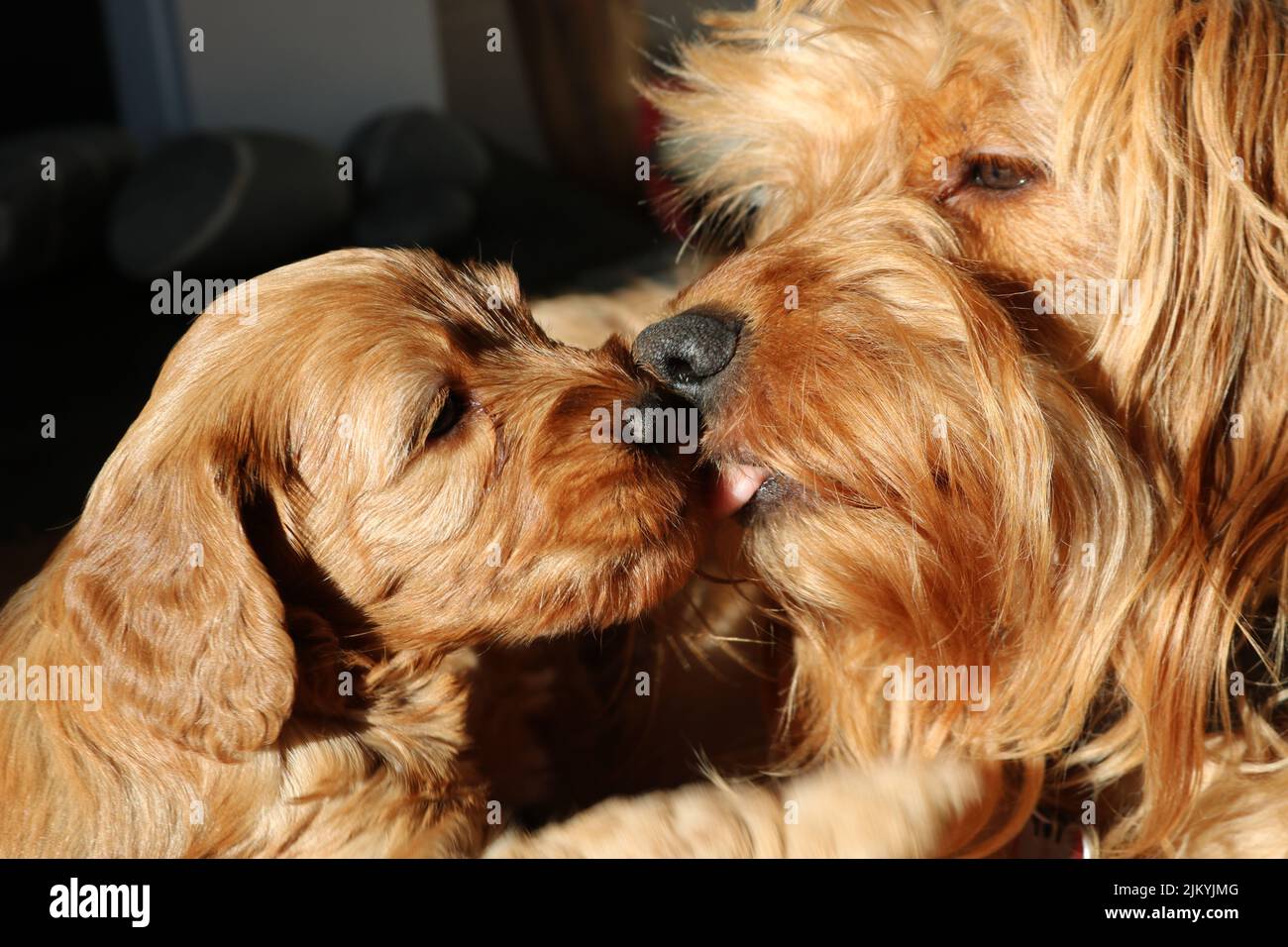 A  close up of a Cockapoo puppy kissing its mom Stock Photo