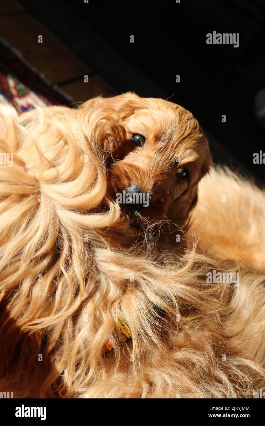 A vertical close up of a Cockapoo puppy hugging its mom Stock Photo