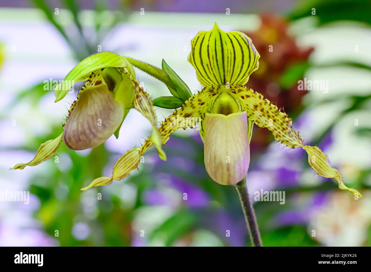 Paphiopedilum, often called the Venus slipper, is a genus of the Lady slipper orchid subfamily Cypripedioideae of the flowering plant family Orchidace Stock Photo
