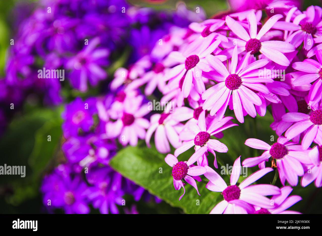 Flowers with strong purple glow Stock Photo Alamy