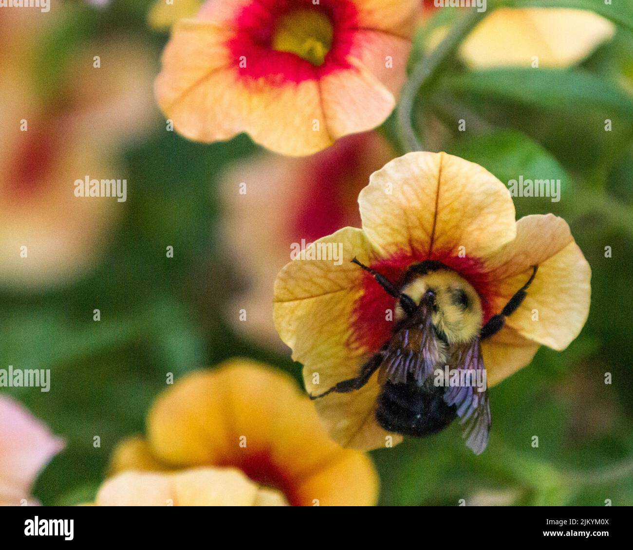 A selective of a bumblebee on a Calibrachoa flower Stock Photo