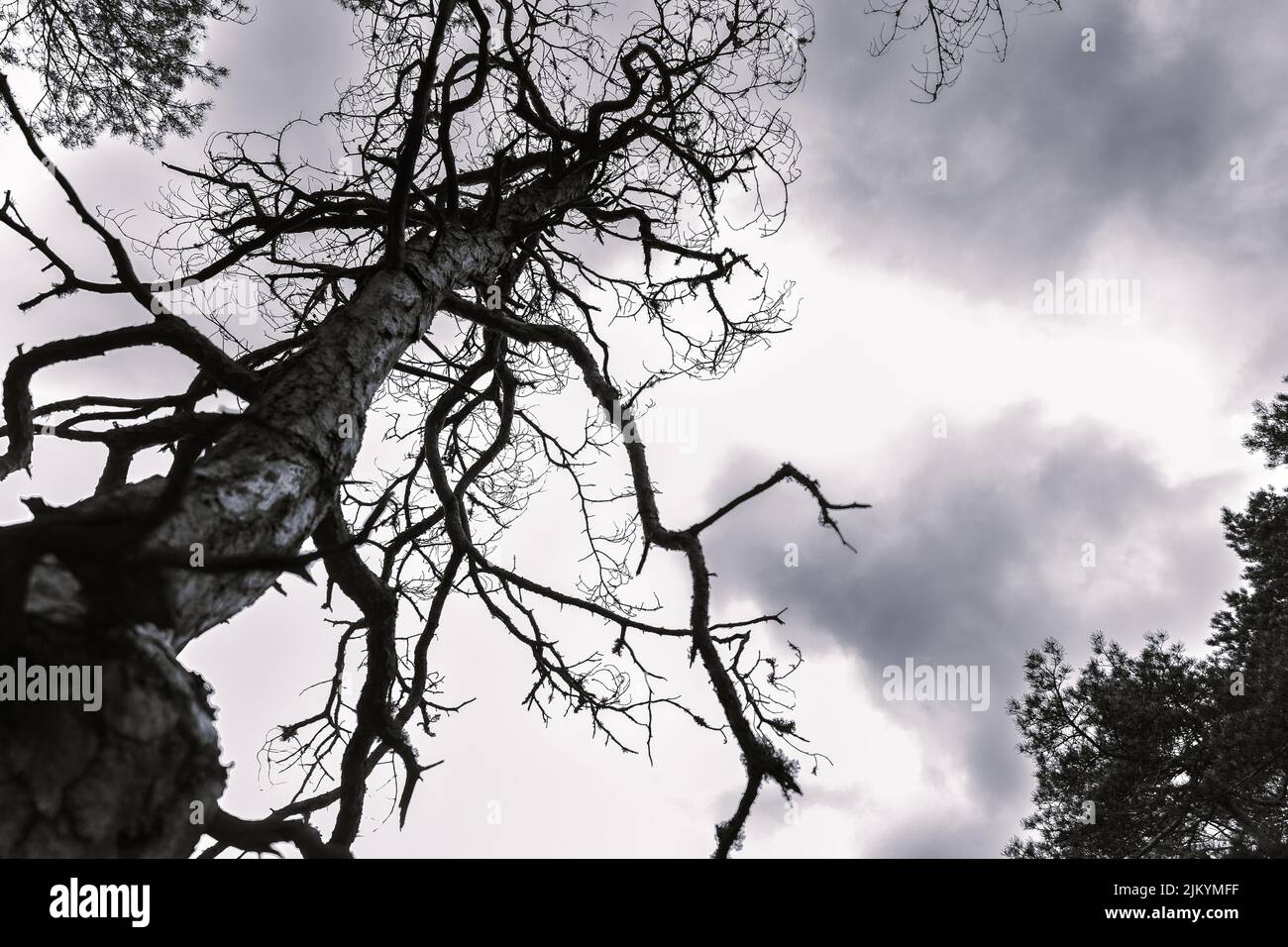 Tall mountain green forest hi-res stock photography and images - Alamy