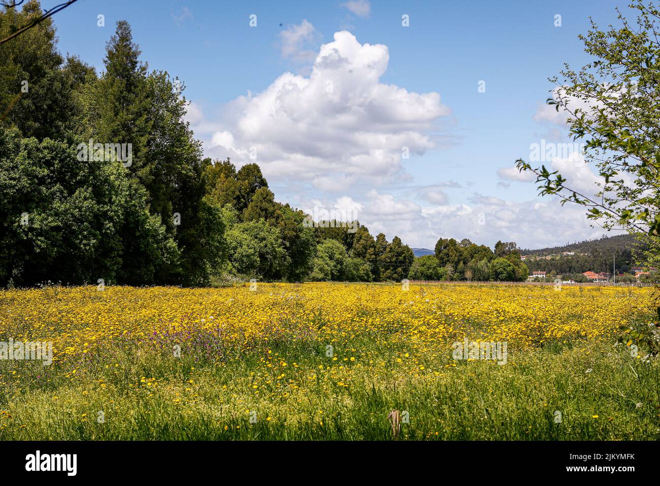 A beautiful spring meadow with yellow flowers Stock Photo