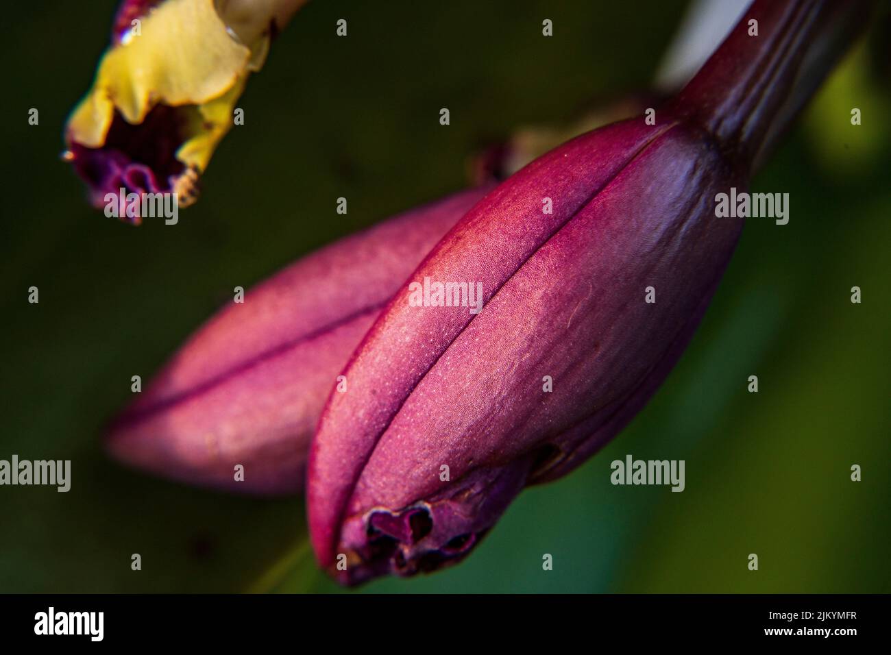 A closeup of red Cattleya flower Stock Photo