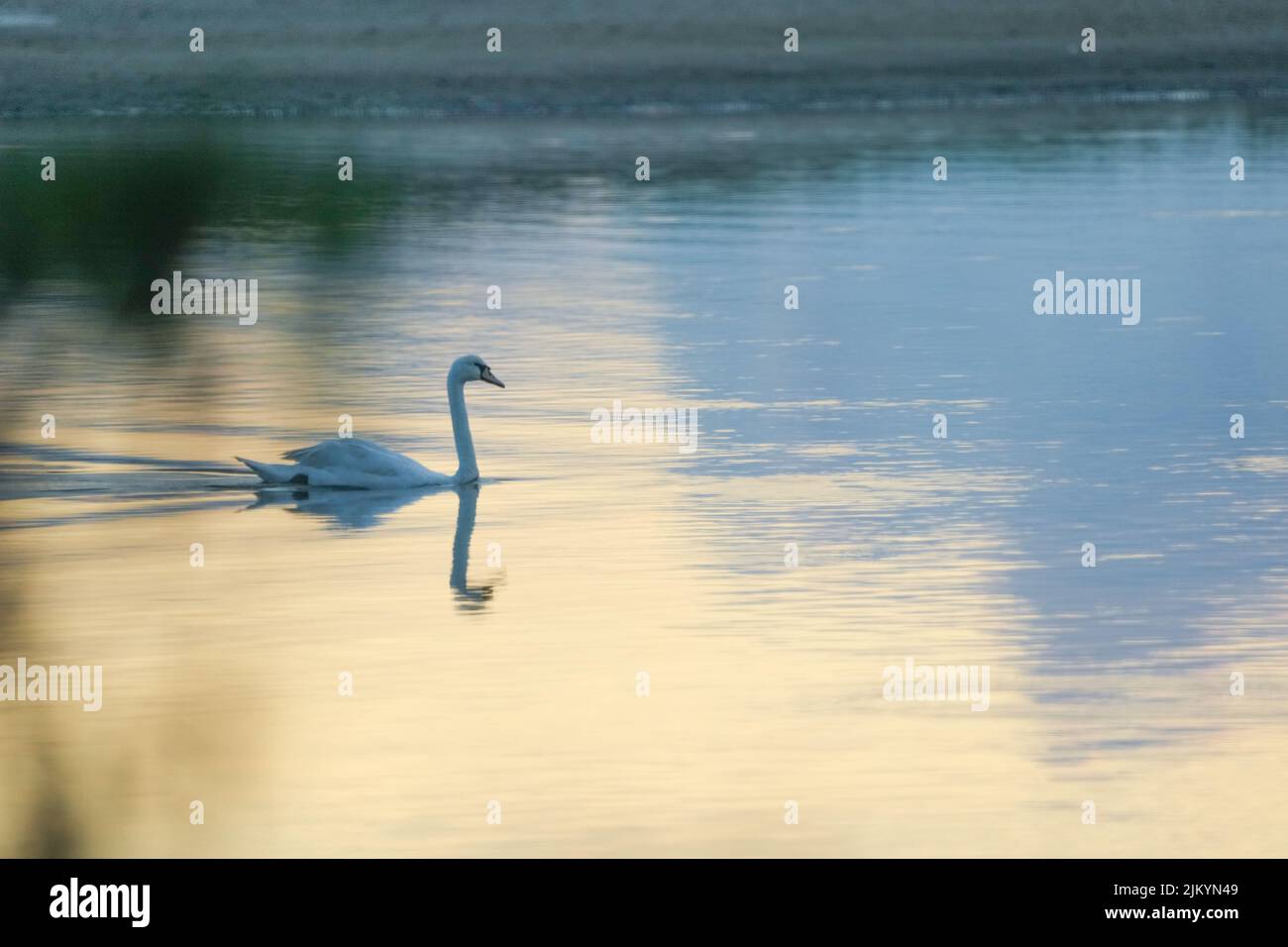 Wading bird at sunset hi-res stock photography and images - Alamy