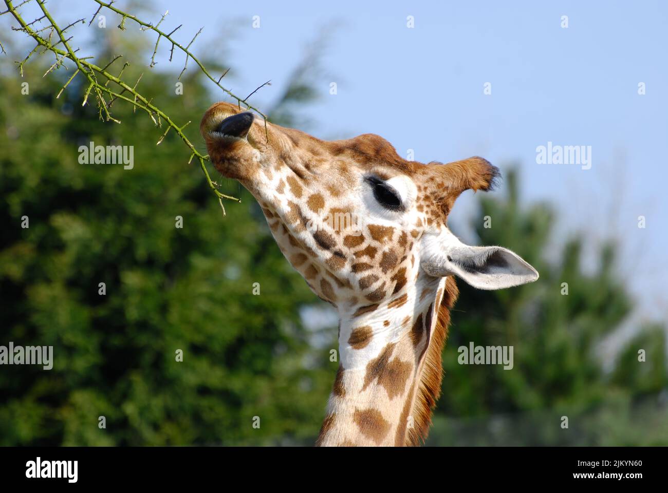 A beautiful Giraffe nibbling at spiky branches on a sunny day Stock Photo