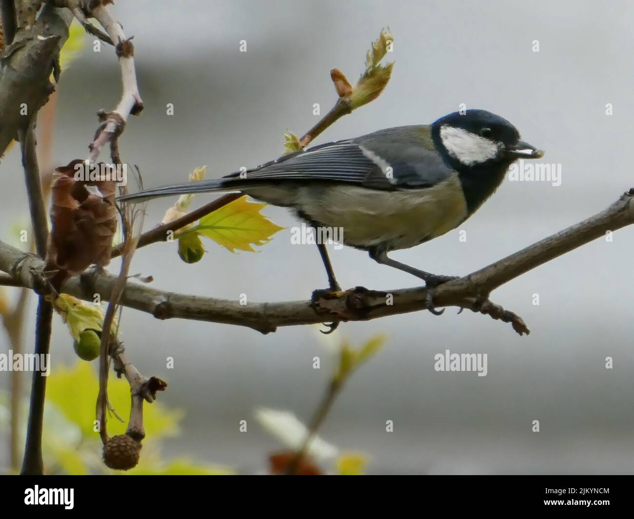 Yellow tomtit bird standing on the tree branch with seed in the beak