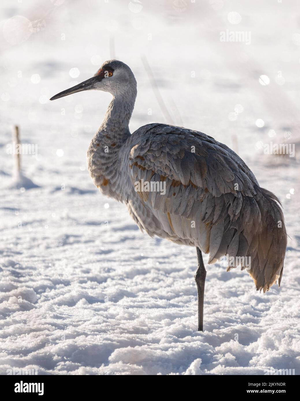 Sandhill crane white background hi-res stock photography and images - Alamy