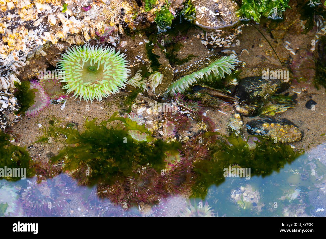 Wild green surf anenome in a tidepool in the Pacific Northwest Stock Photo