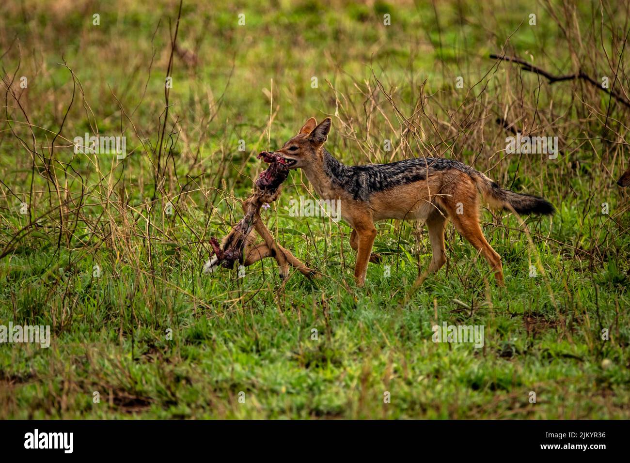 A jackal eating a prey in the forest of the Serengeti National Park, Tanzania, East Africa Stock Photo