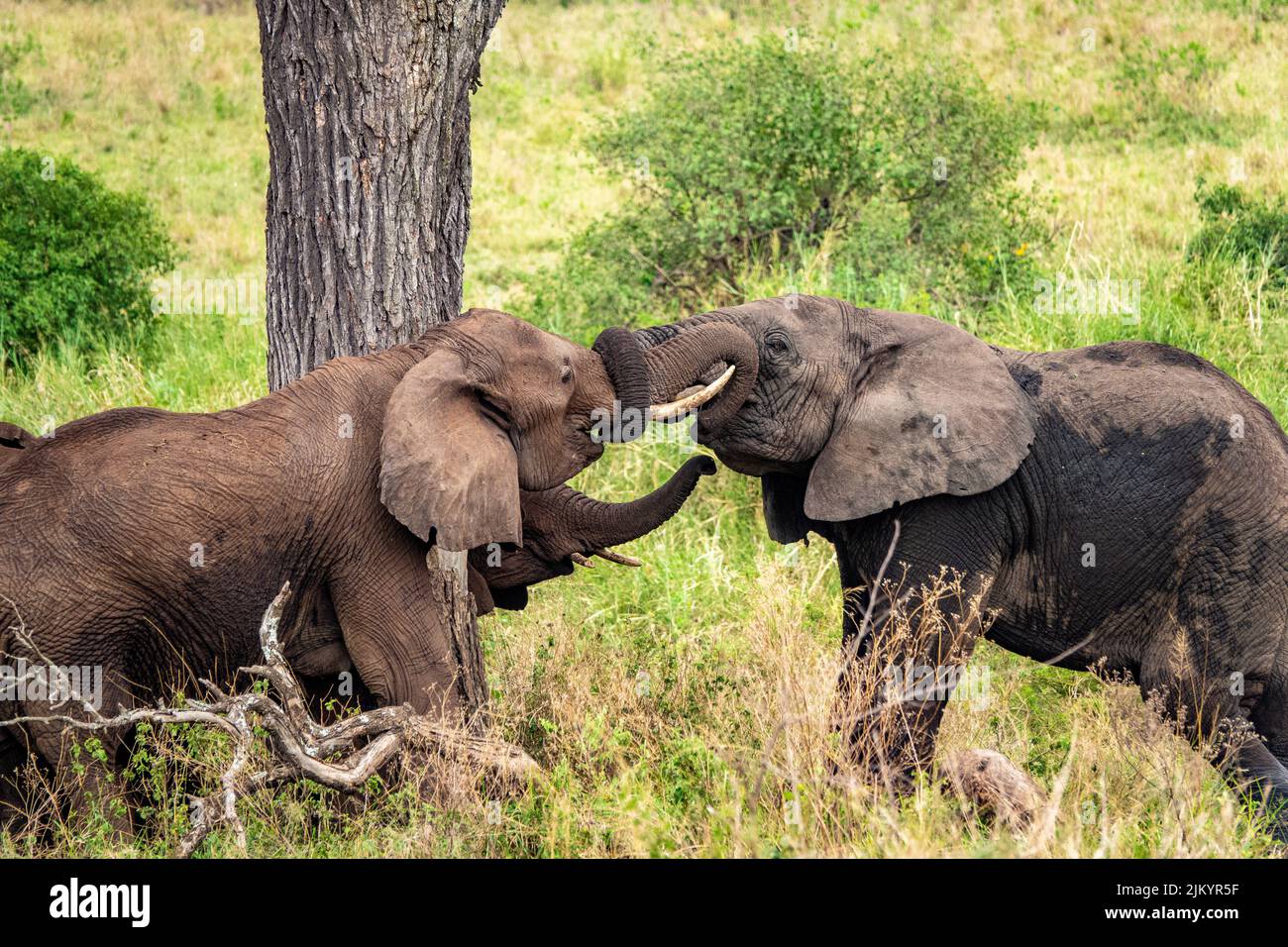 Two big elephants touching with their trunks in the safari in Serengeti ...