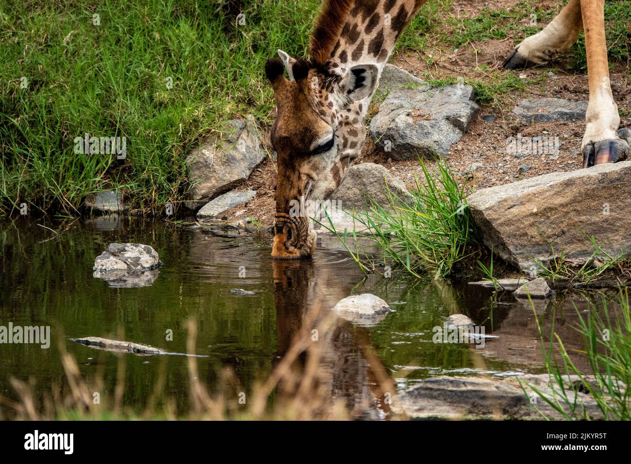 A giraffe drinking water from the river in the safari in Serengeti