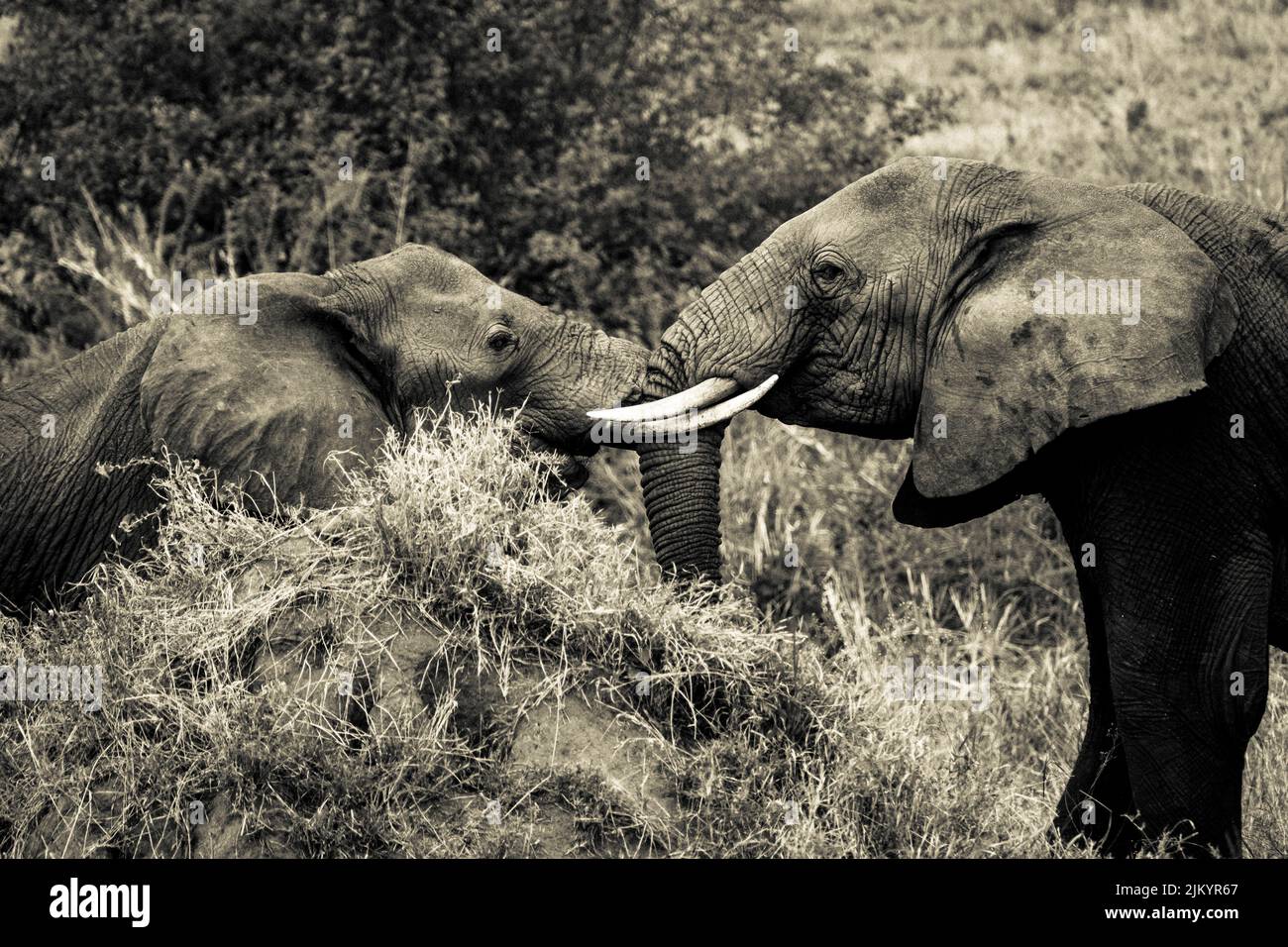 Two big elephants touching with their trunks in the safari in Serengeti ...