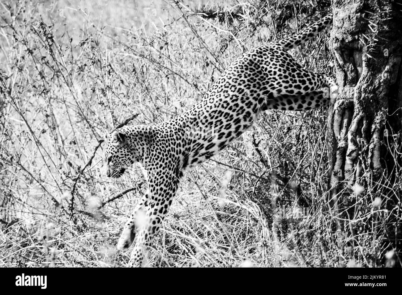 A beautiful leopard on a tree in the safari in Serengeti National Park, Tanzania Stock Photo