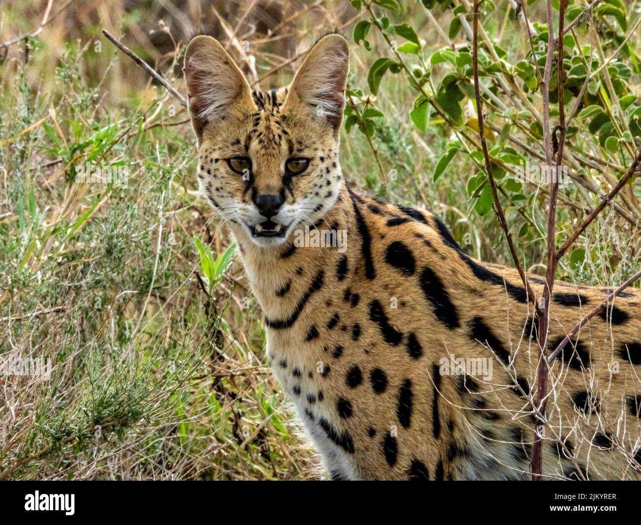 Figurine Animaux Sauvages : Serval Par Safari Ltd - Référence 100237 - Taille 3.75 Pouces - Neuf