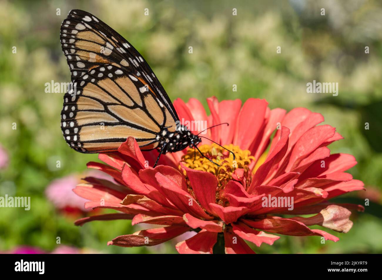 Monarch Butterfly (Danaus plexippus) on colorful zinnia flower in summer garden Stock Photo