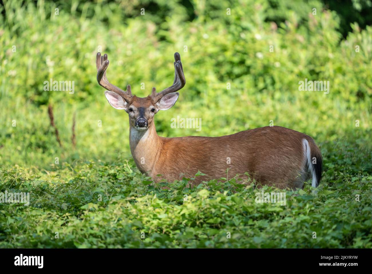 Large white-tailed deer ( Odocoileus virginianus) buck with antlers grazing in meadow Stock Photo