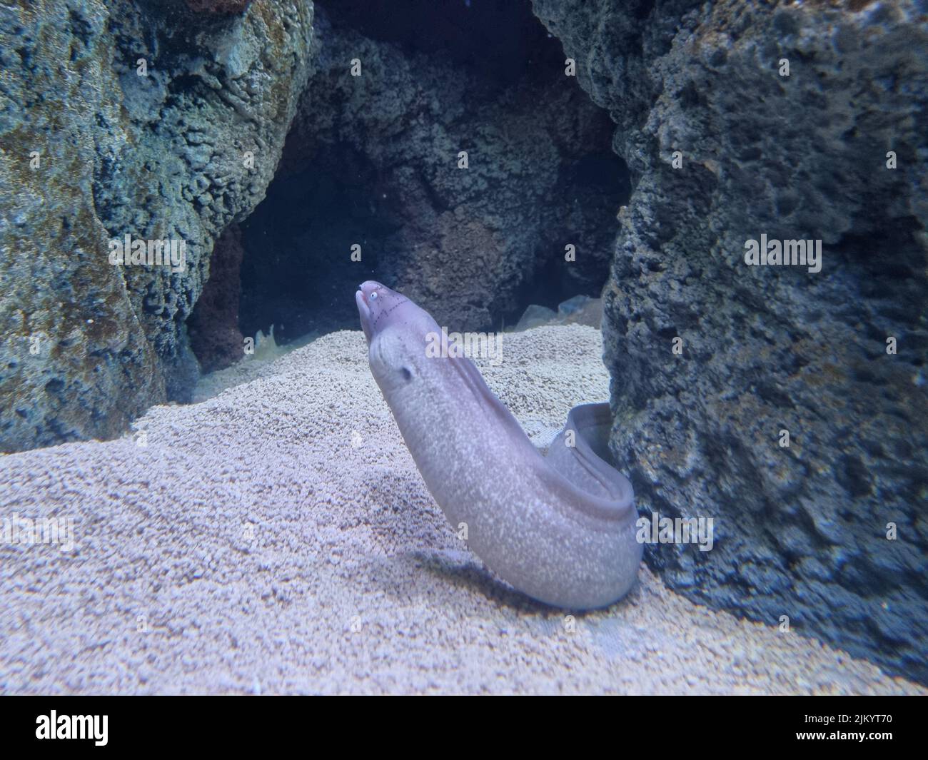 Murena fish hi-res stock photography and images - Alamy